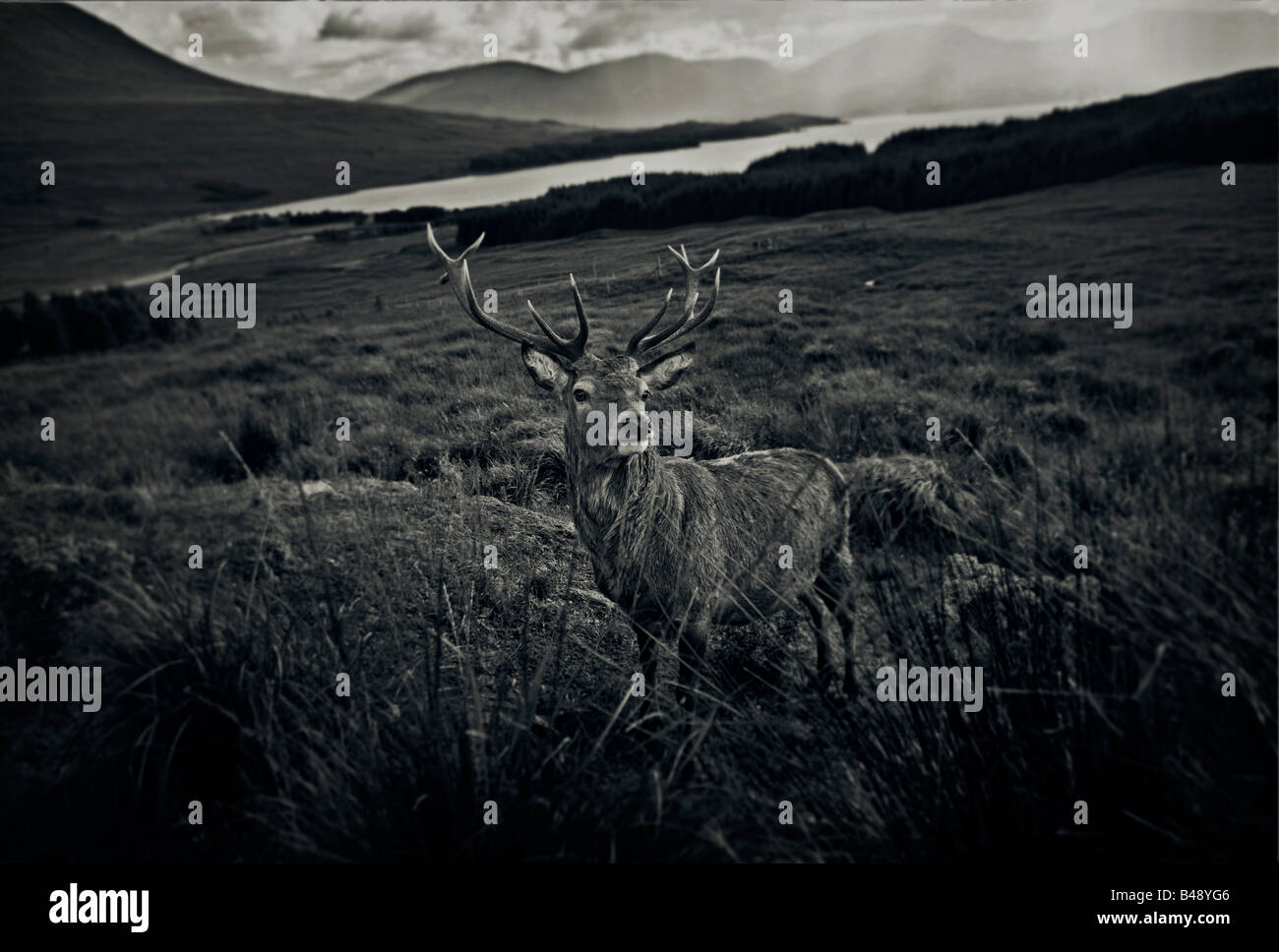 Stag in the Highlands of Scotland ,Cairngorms National Park Stock Photo
