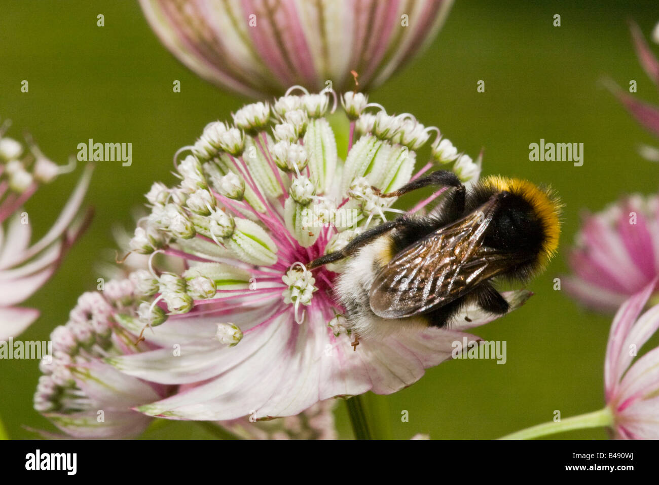 Bumblebee on Astrantia flower Stock Photo