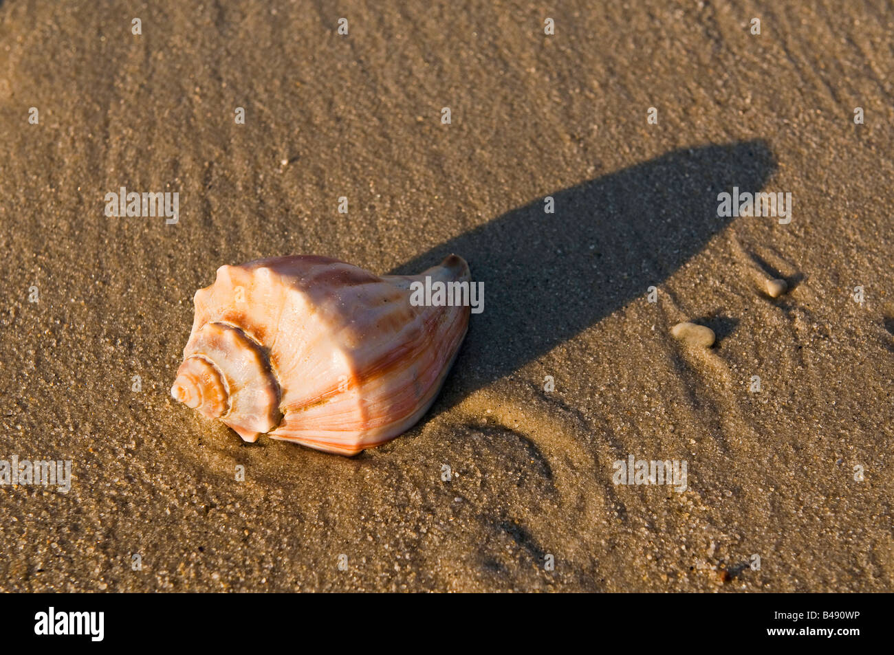 sea shell Conch shells spiral Cape May NJ Stock Photo Alamy
