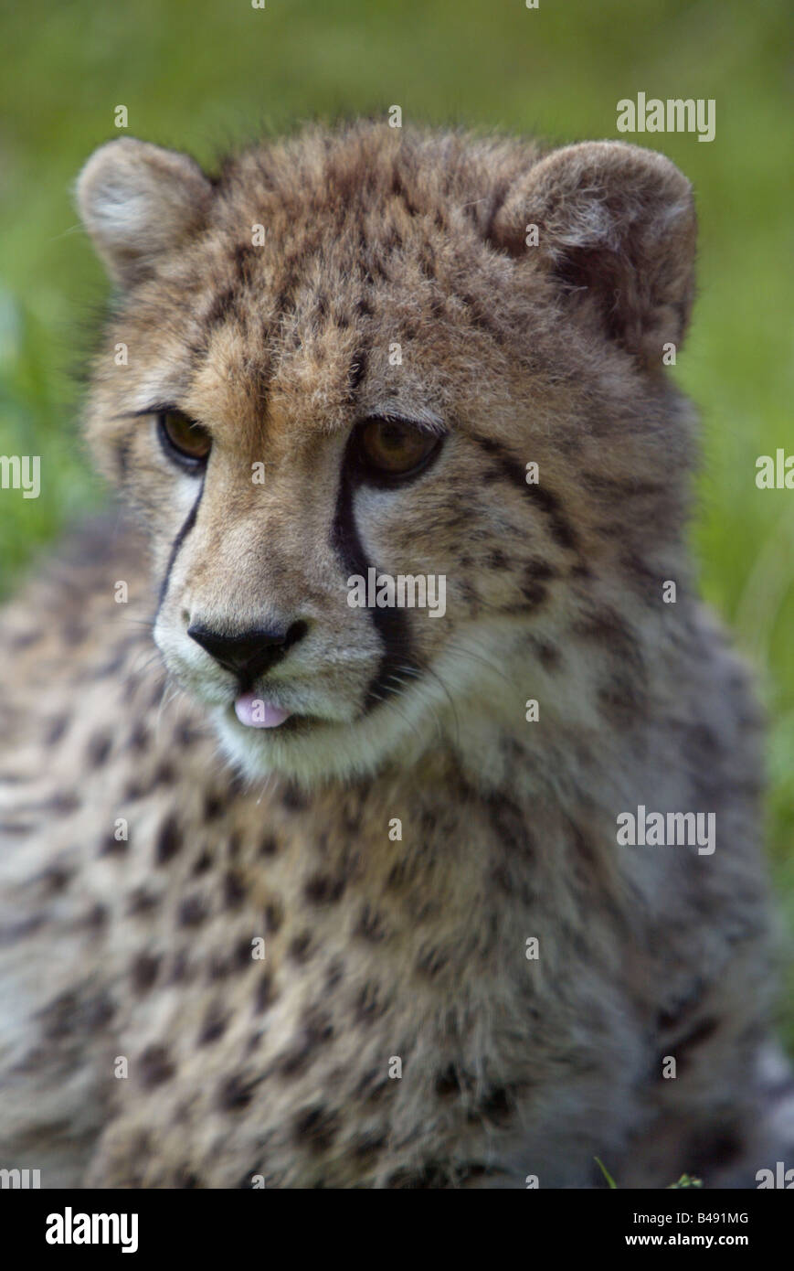 young cheetah - Acinonyx jubatus Stock Photo
