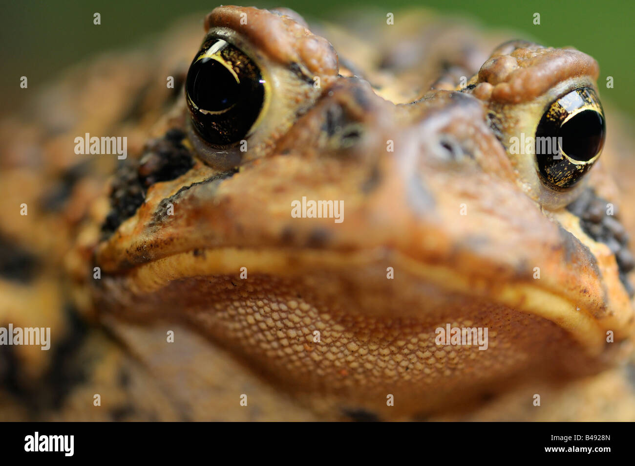 Close up front view of an ugly Eastern American Toad face Bufo Americanus with cranial crests and poison glands on wart skin Stock Photo