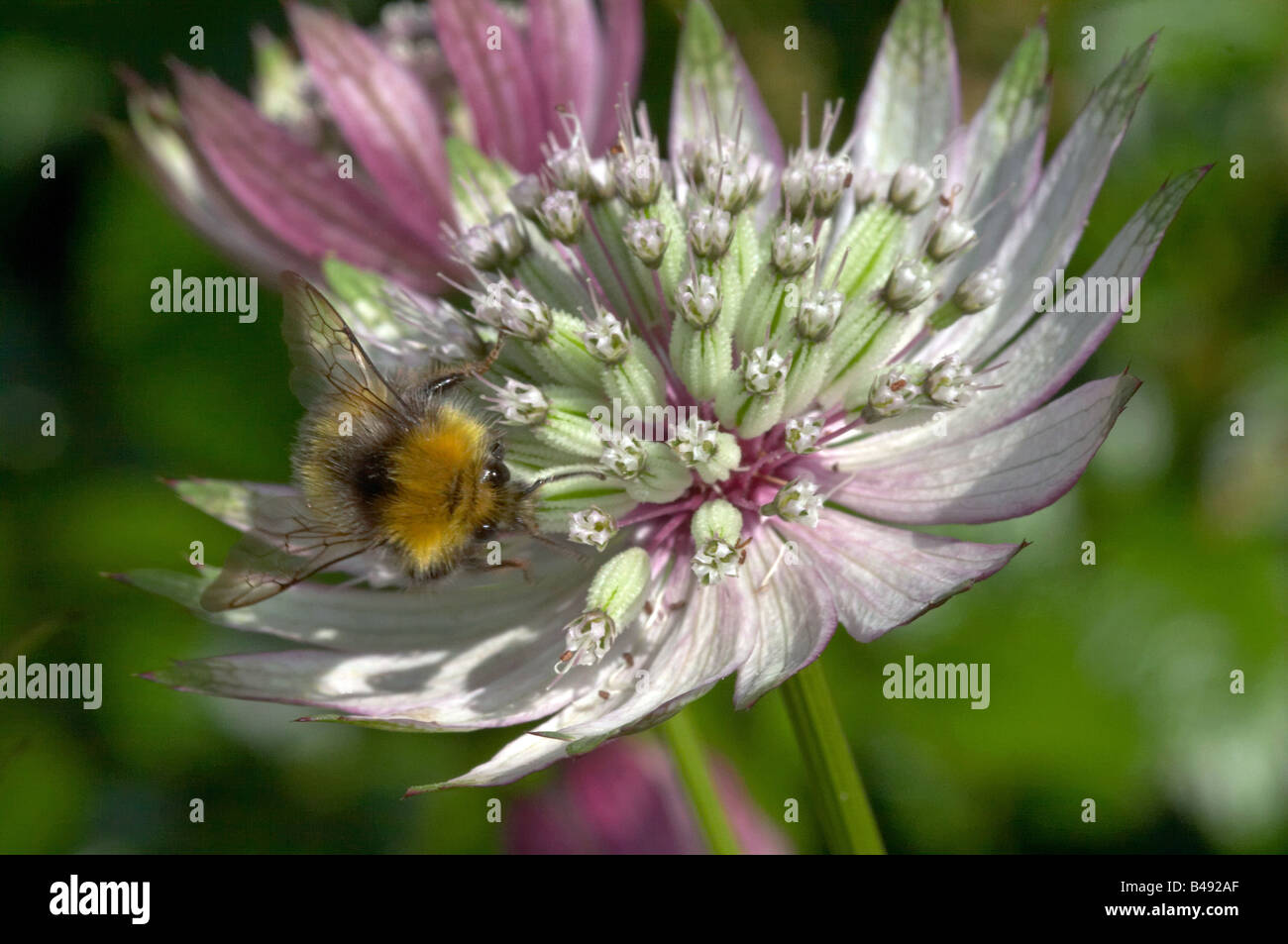 Bee on Astrantia flower Stock Photo