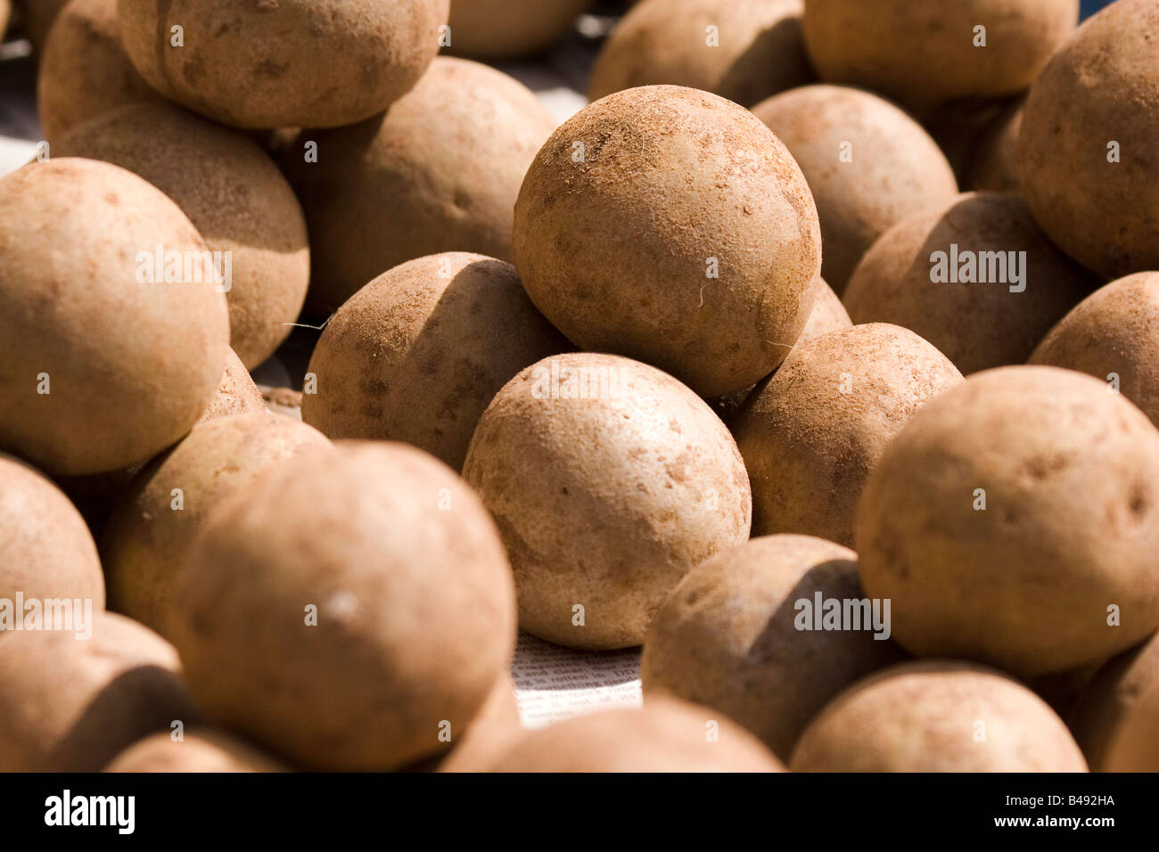 Sapodilla (a.k.a. Chikku and Sapota) a popular fruit, is sold at a market in south India. Stock Photo