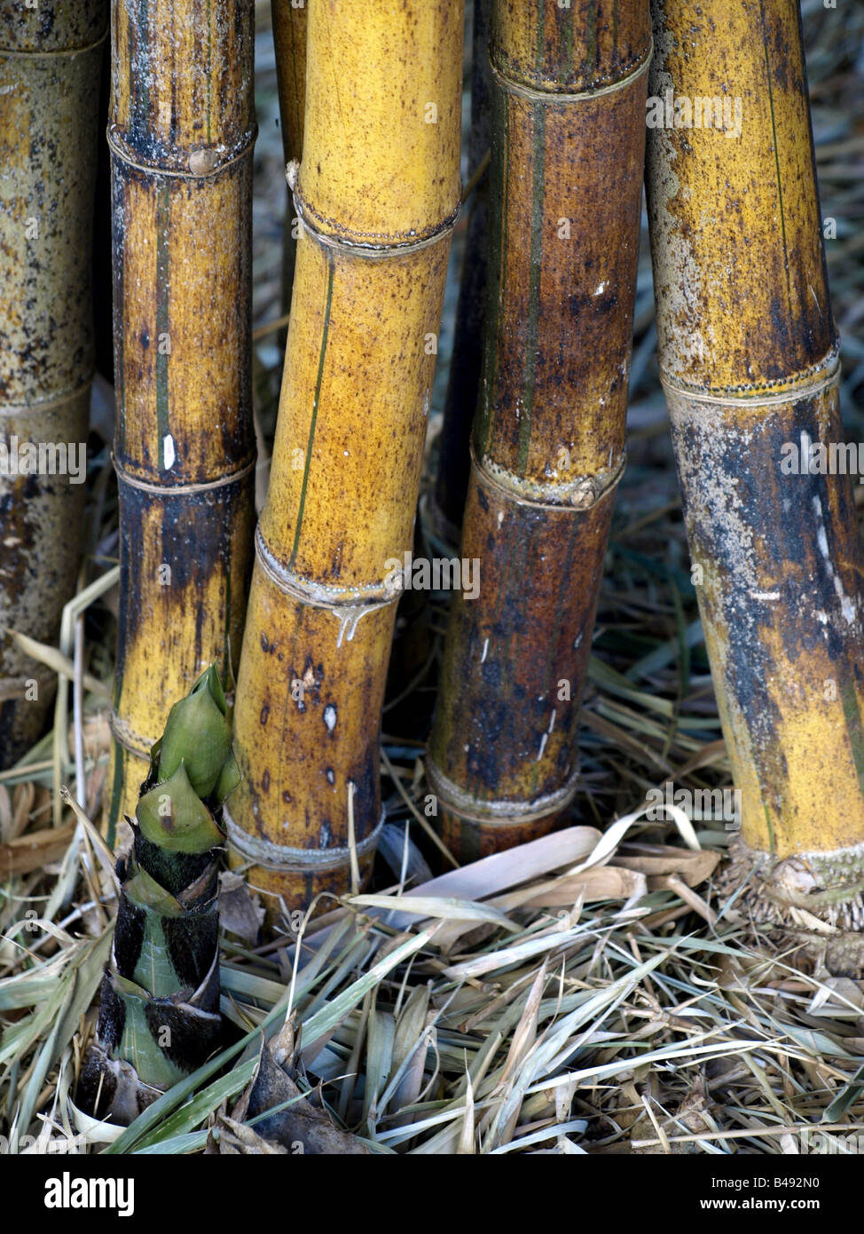 Golden Striped Bamboo (Bambusa vulgaris vittata) Stock Photo