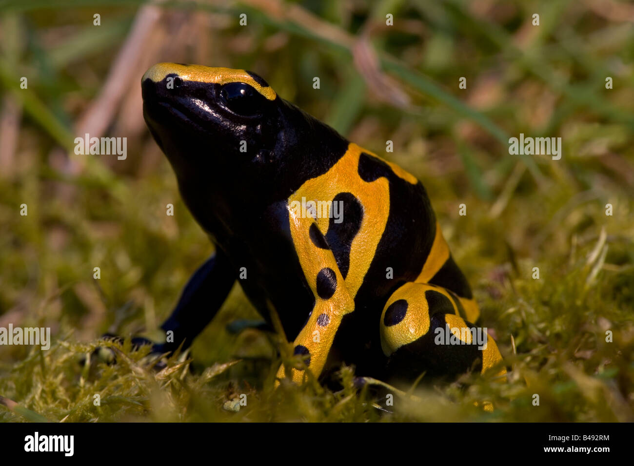Yellow and Black Poison Arrow Frog (Dendrobates leucomelas) Captive - Native to South America Stock Photo