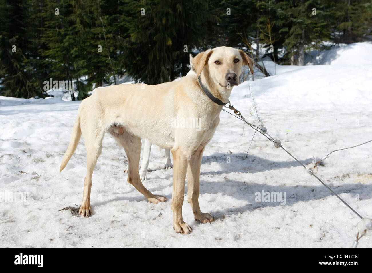 Yellow lab sledding 2025
