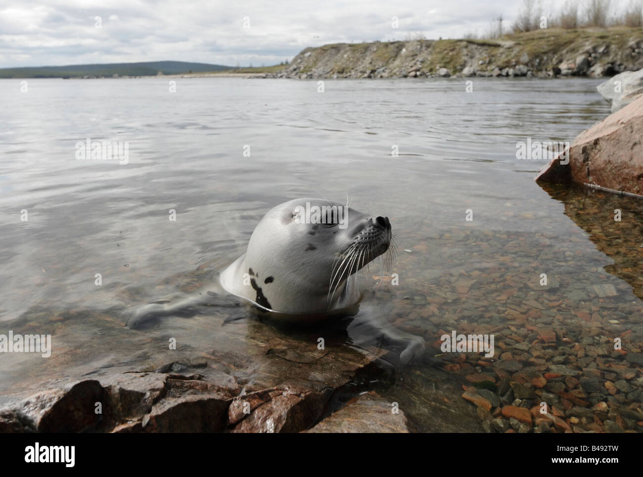 Greenland seal, Harp seal (Histriophoca groenlandica) in the ...