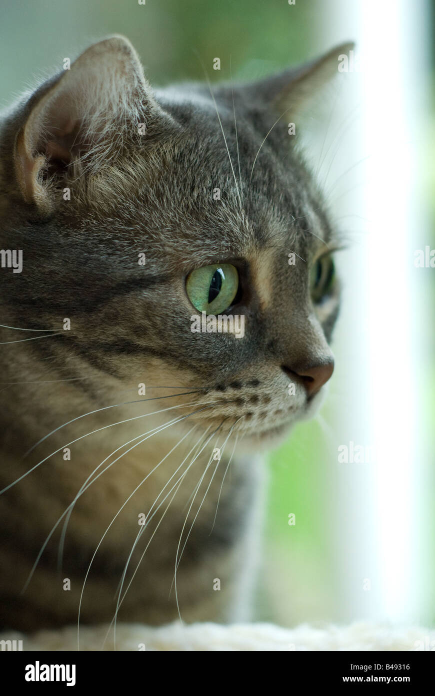 This American Shorthair cat looks alertly at something moving in the distance Stock Photo