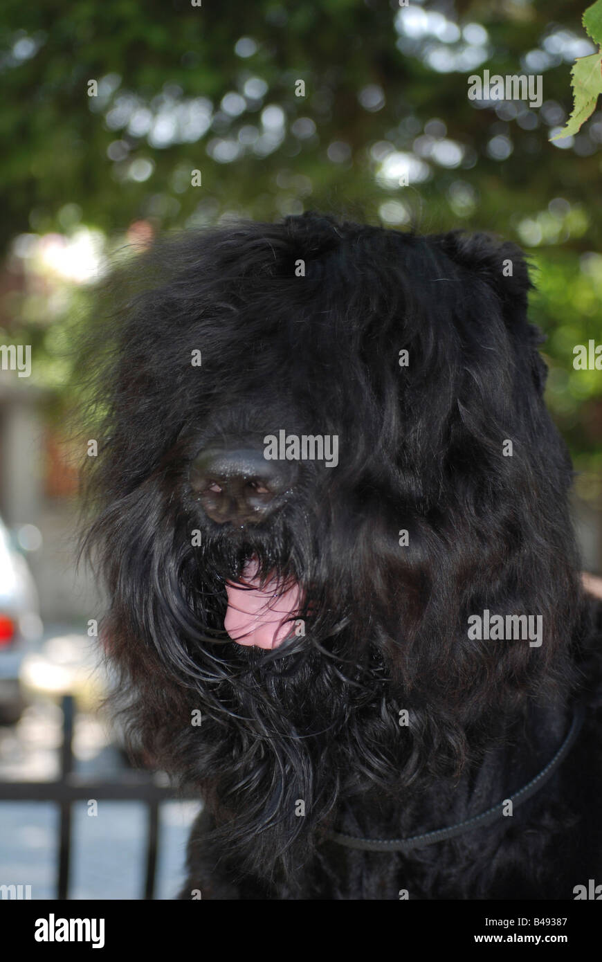 Dog Black Russian Terrier High Resolution Stock Photography And Images Alamy