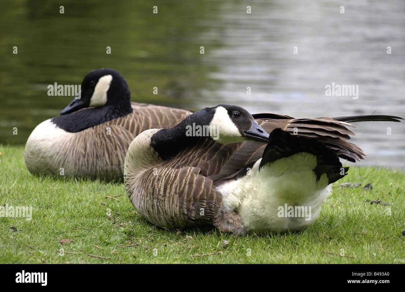 Canada goose sleeping hi-res stock photography and images - Alamy