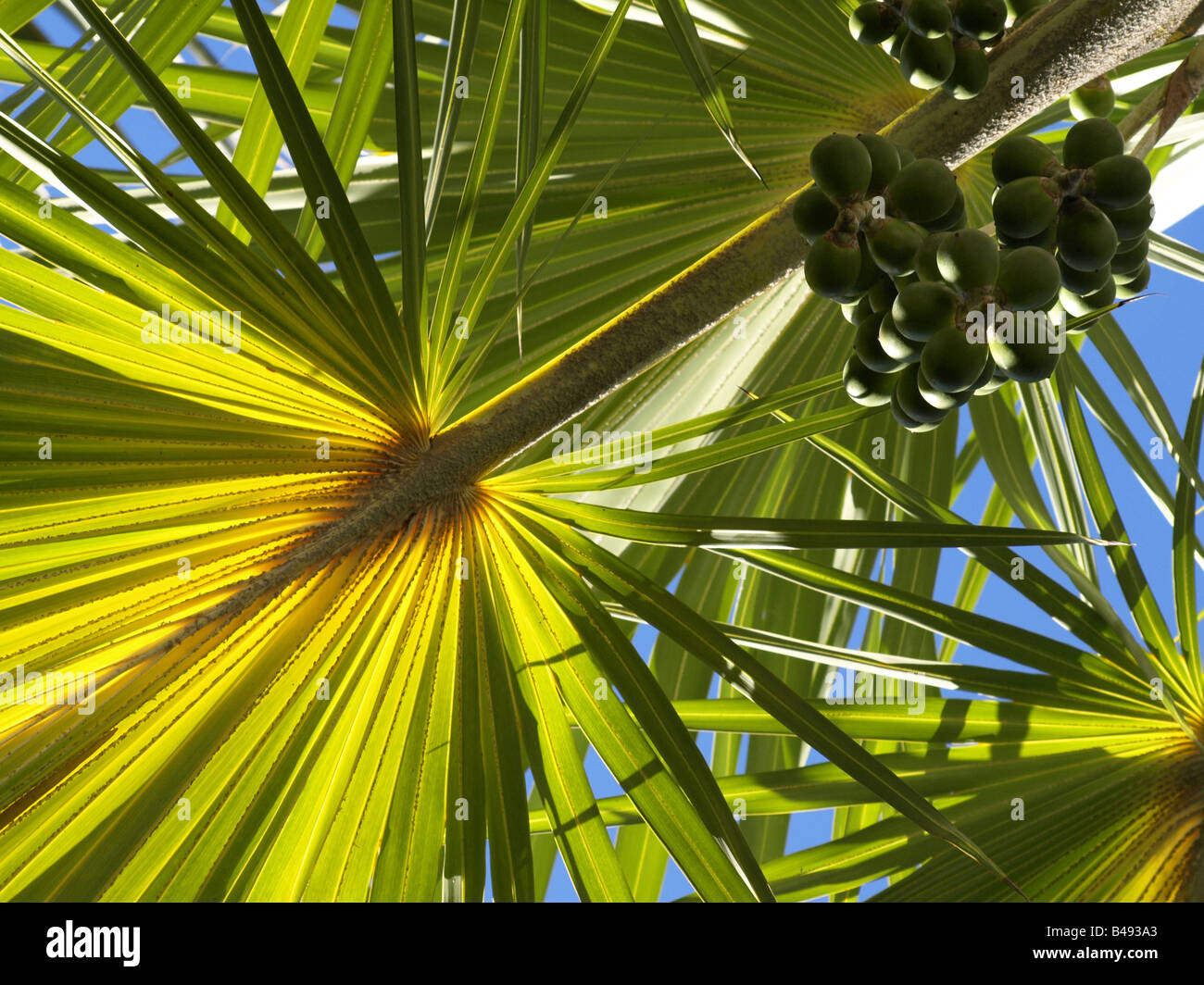 Fan palm fronds from below Stock Photo Alamy