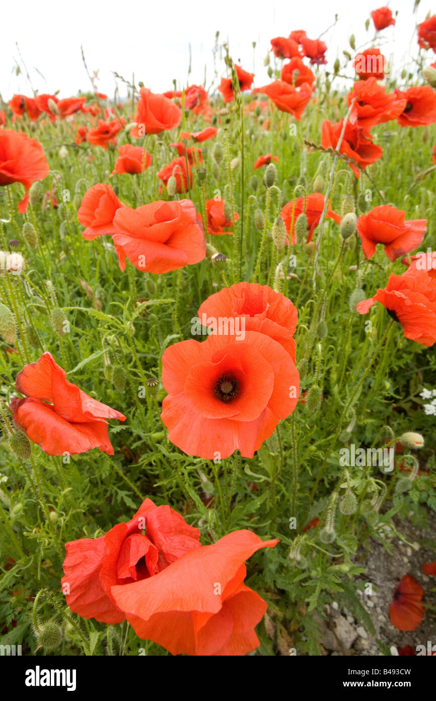 Poppy field hi-res stock photography and images - Alamy