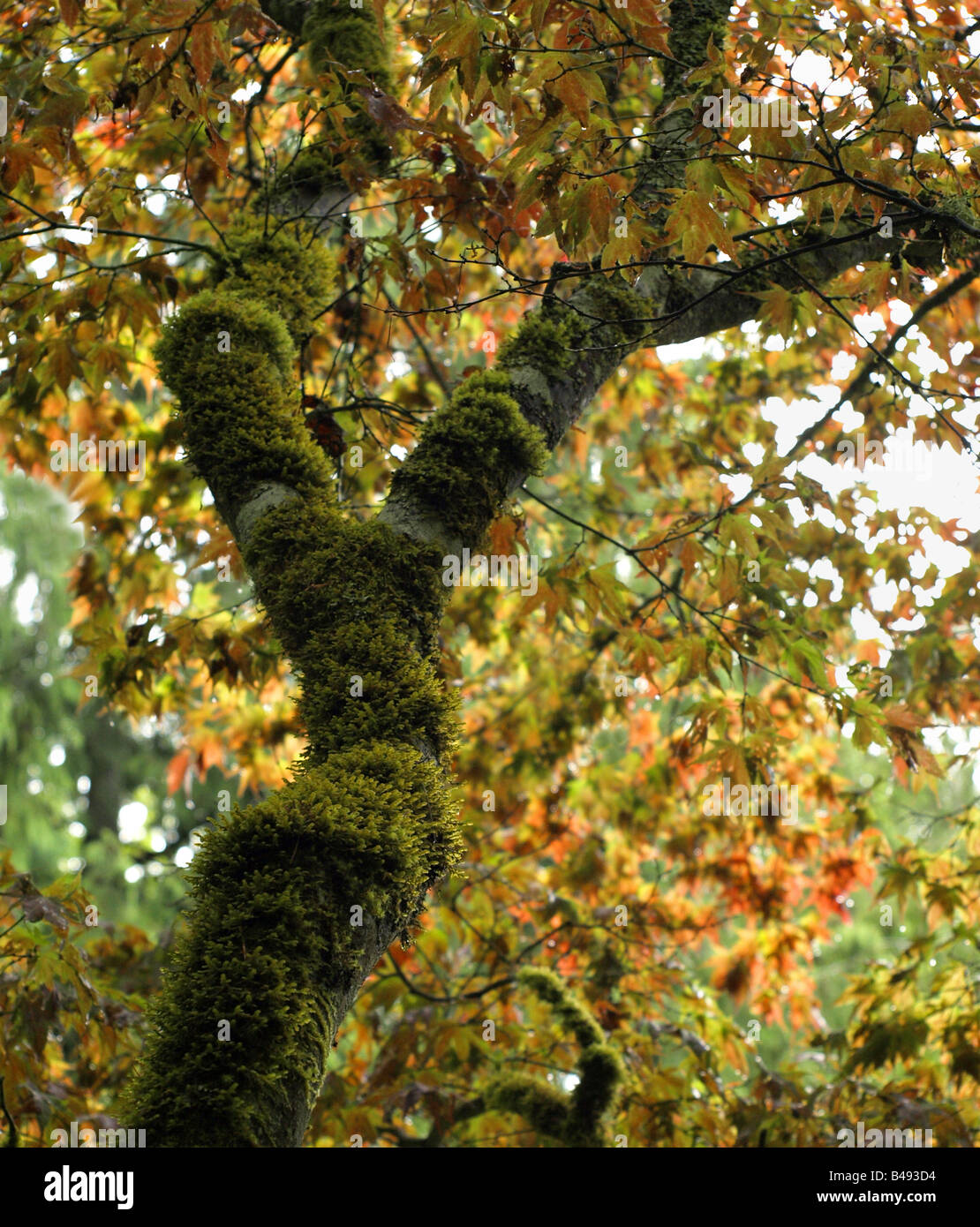 Mossy tree branch Stock Photo Alamy