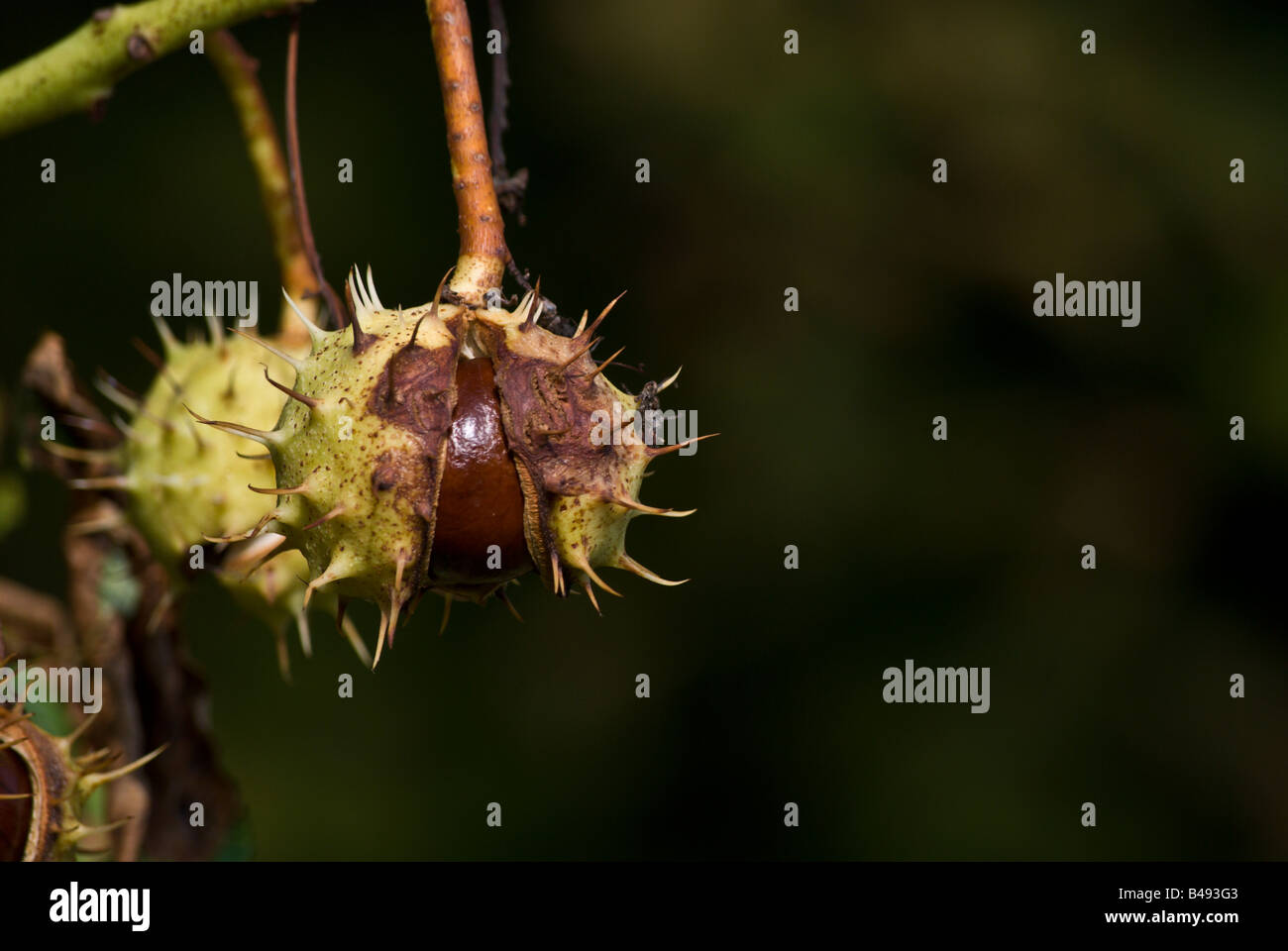Close up of aeculus hippocastanum or horse chestnut Stock Photo