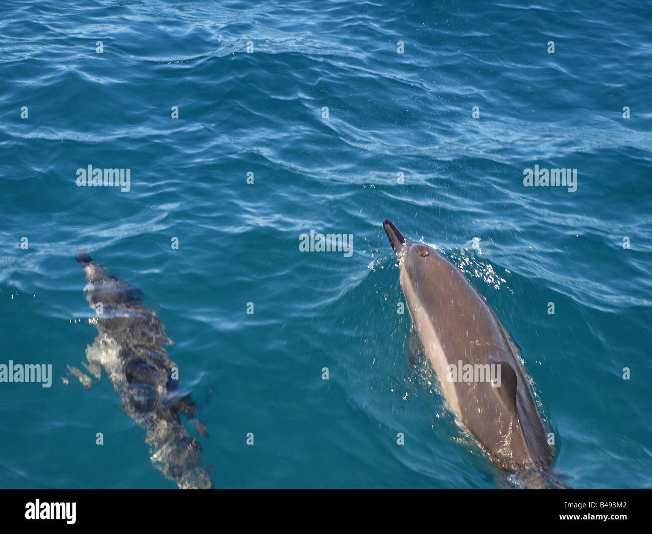 Dolphins by the Wainae coast of Oahu, Hawaii Stock Photo