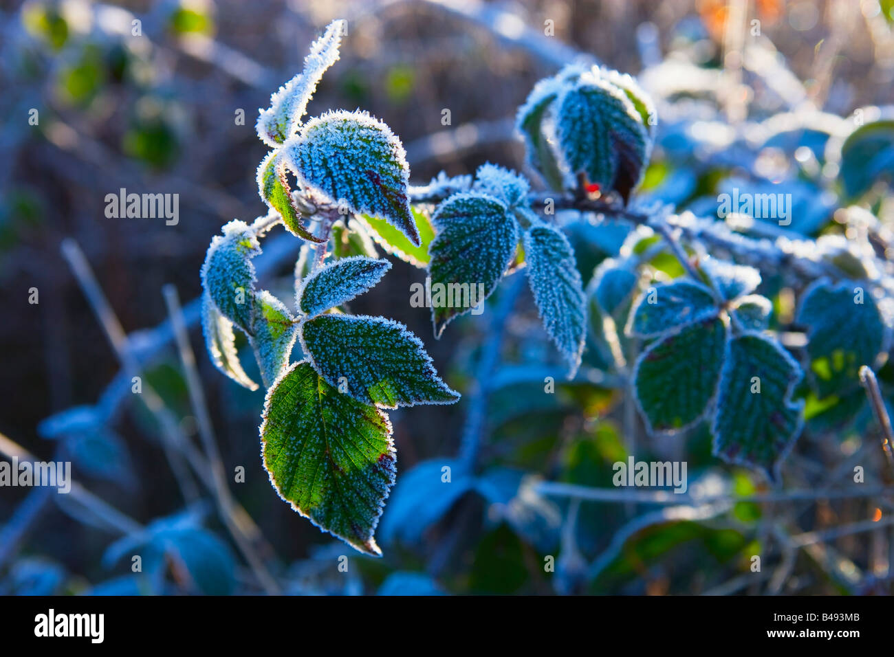 frosty leaves Brecon Beacons Powys Wales Stock Photo