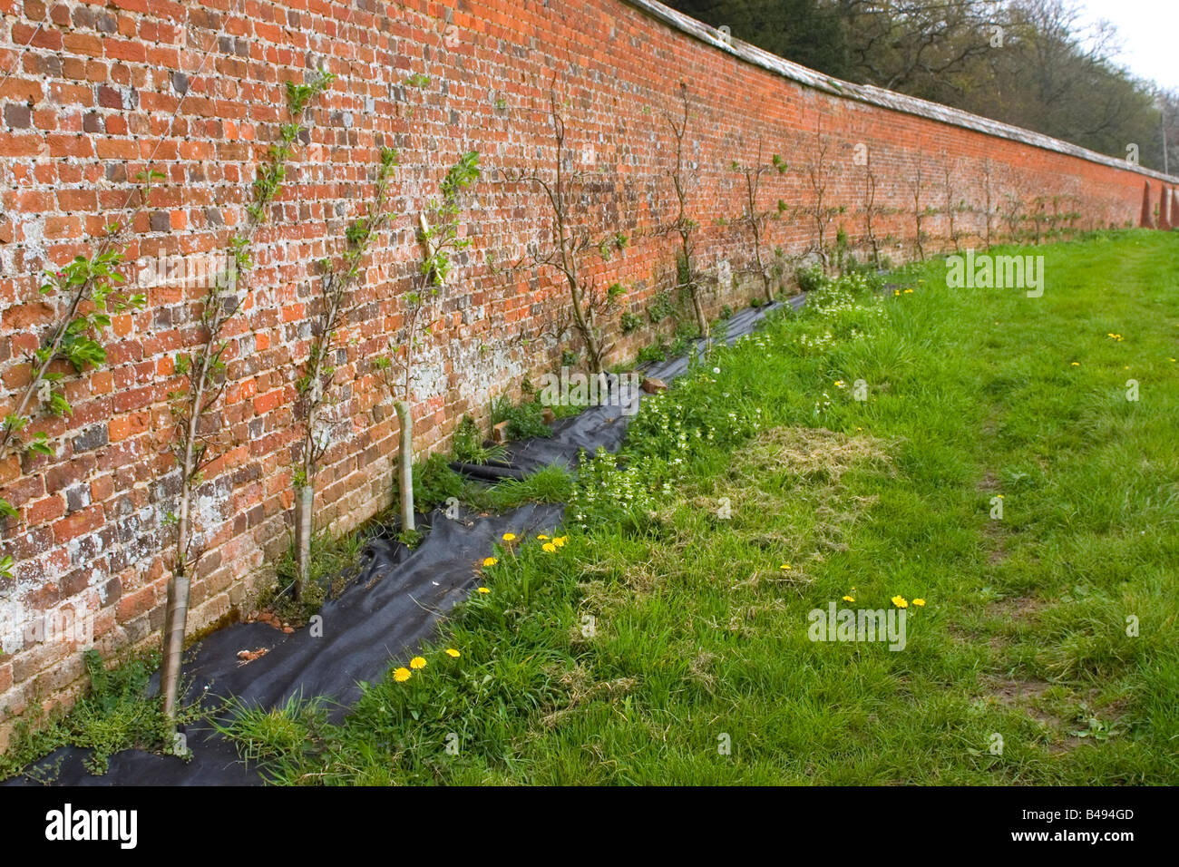 Garden of apple trees hi-res stock photography and images - Alamy