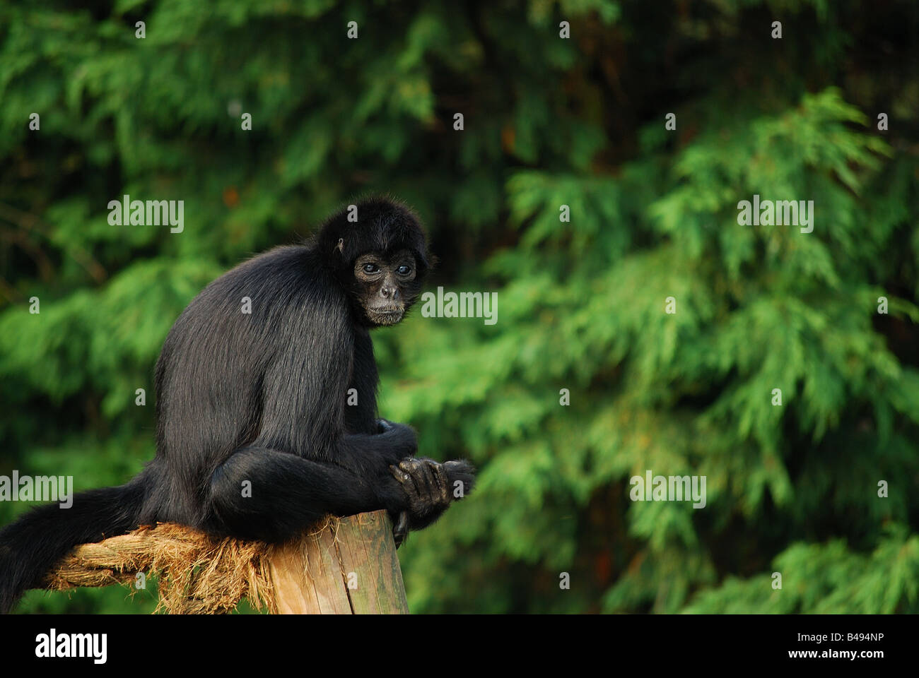 Amazon Spider Monkey Stock Photo