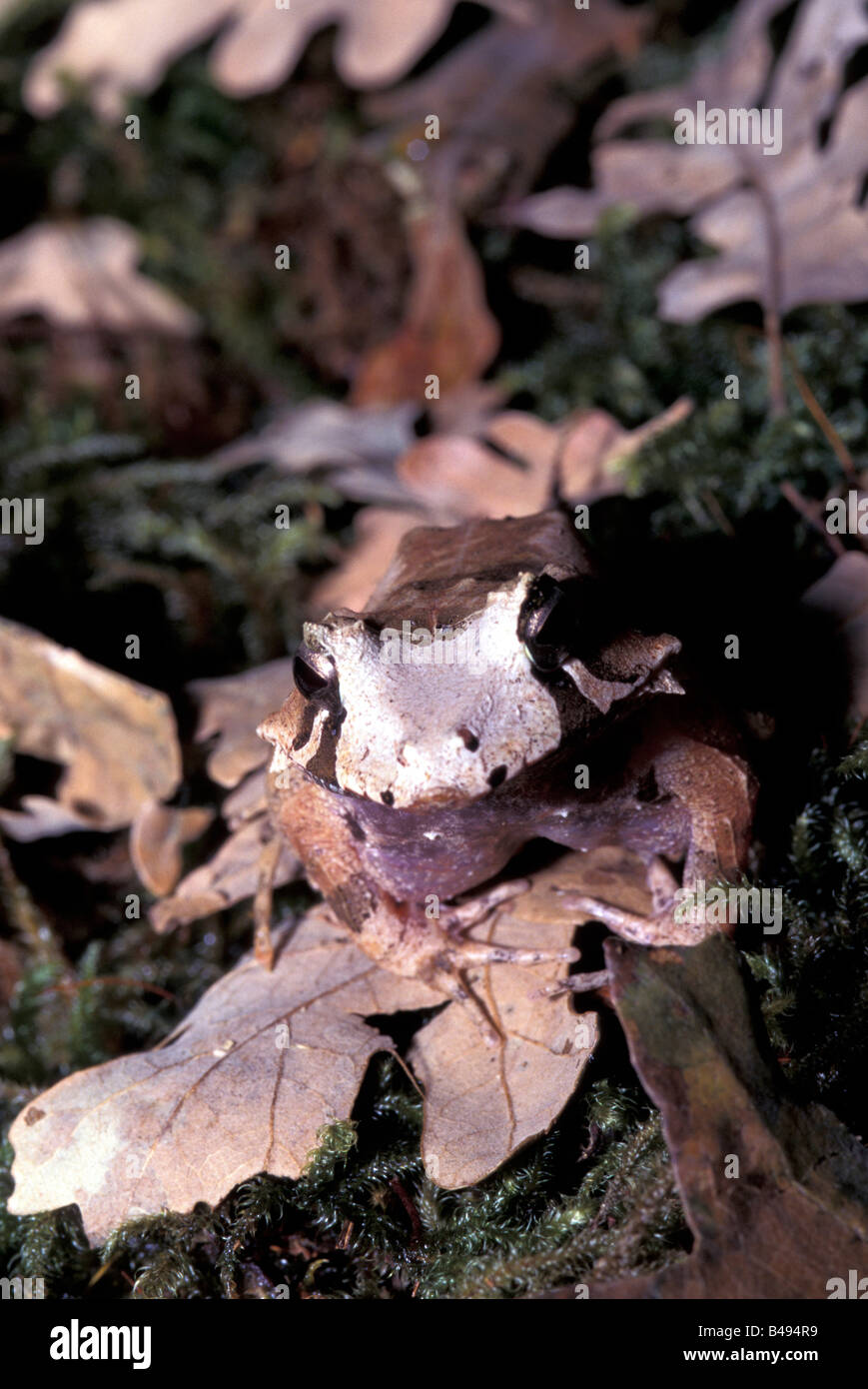 LEAF FROG SOLOMON ISLAND CERATOBATRACHUS GUNTHERI Stock Photo