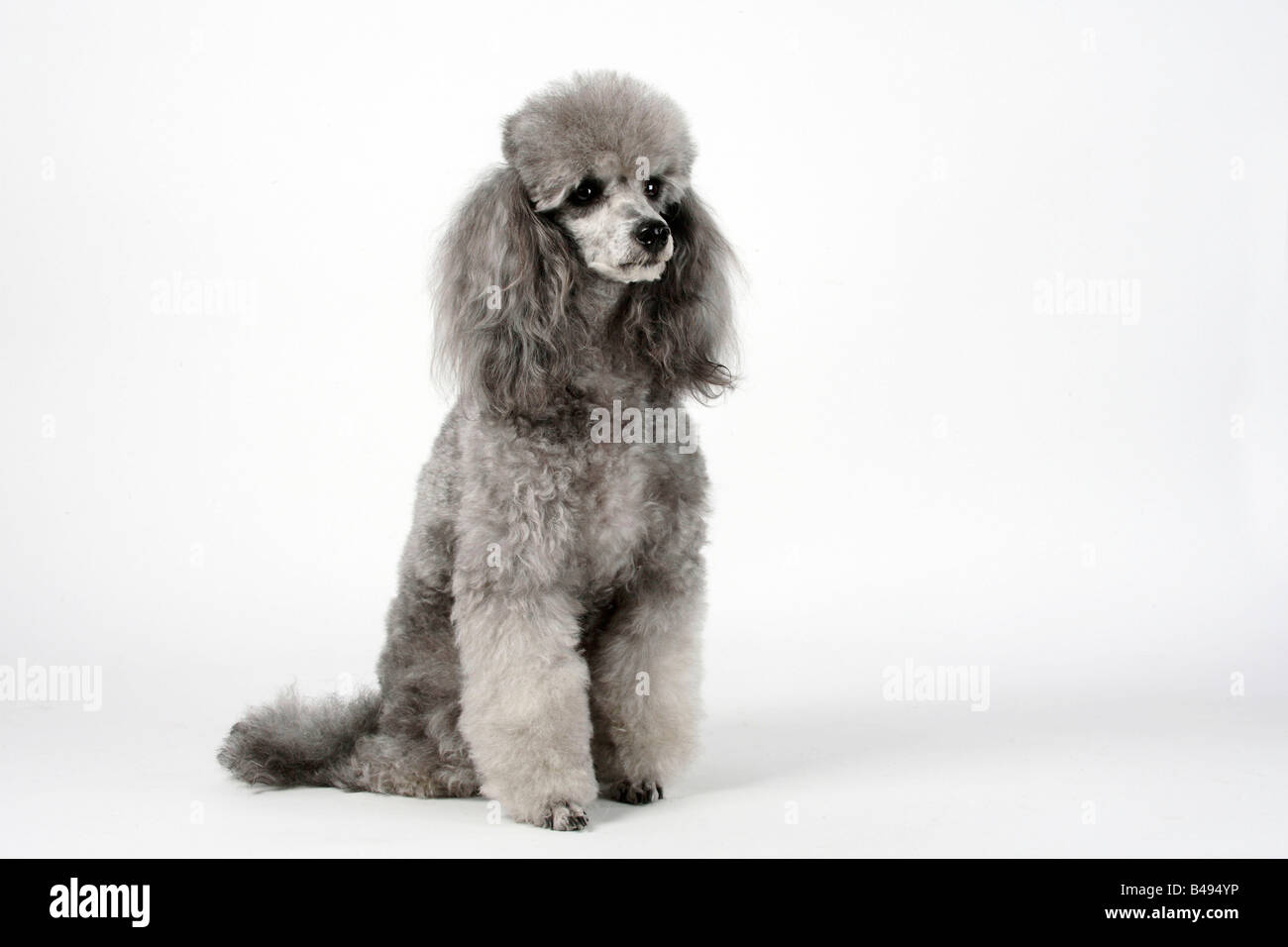 Adult poodle hi-res stock photography and images - Alamy