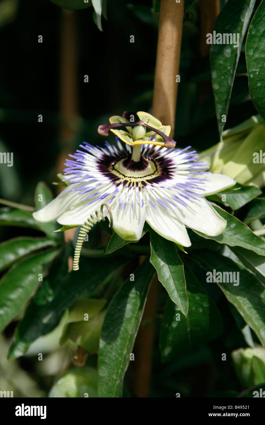 Passiflora caerulea unlocks a secret garden secret no one talks about