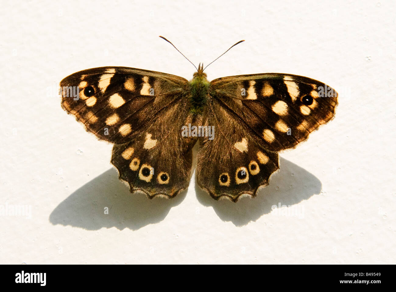 Speckled Wood butterfly Stock Photo