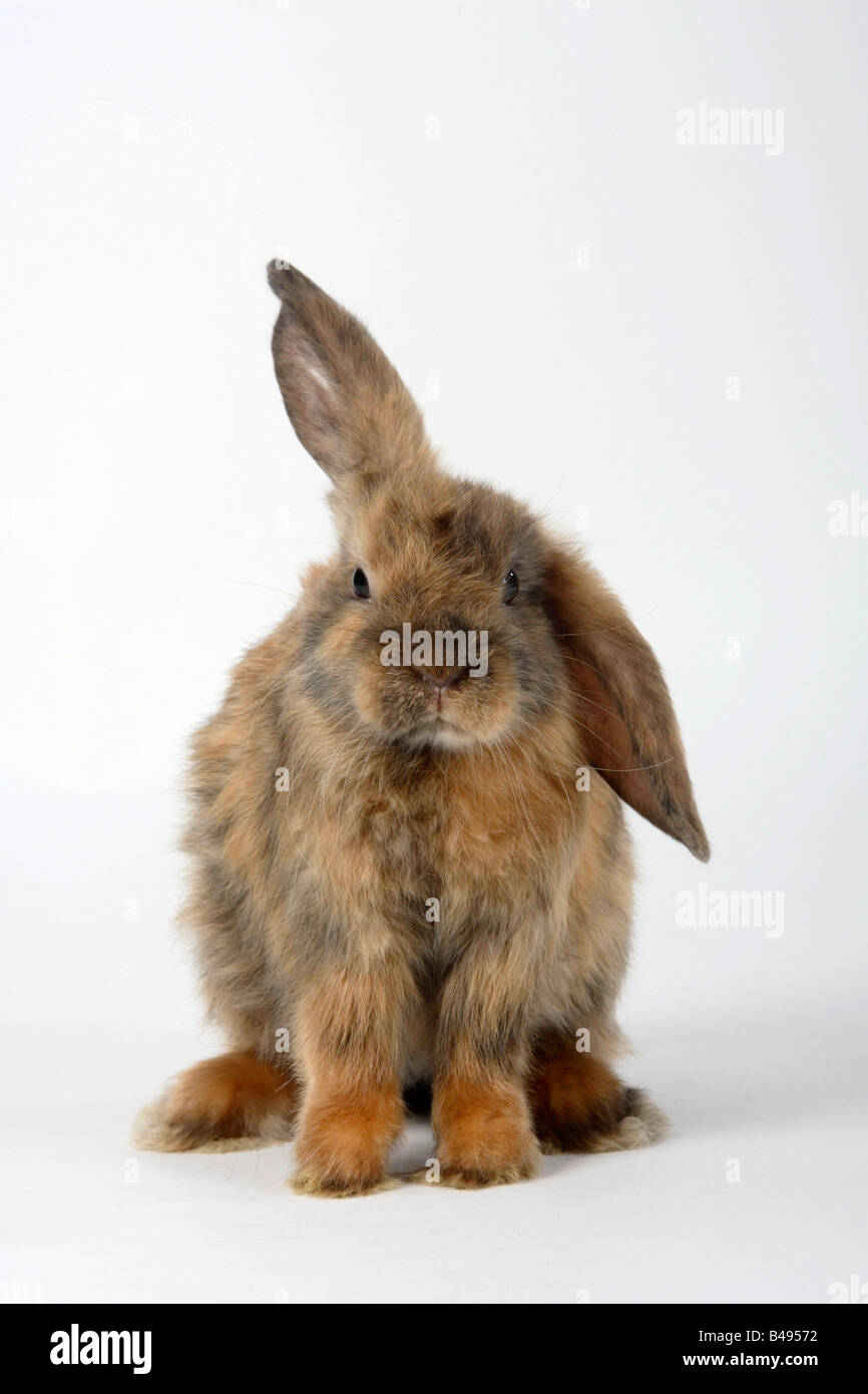 Young Satin Lop eared Dwarf Rabbit japanese 8 weeks Stock Photo