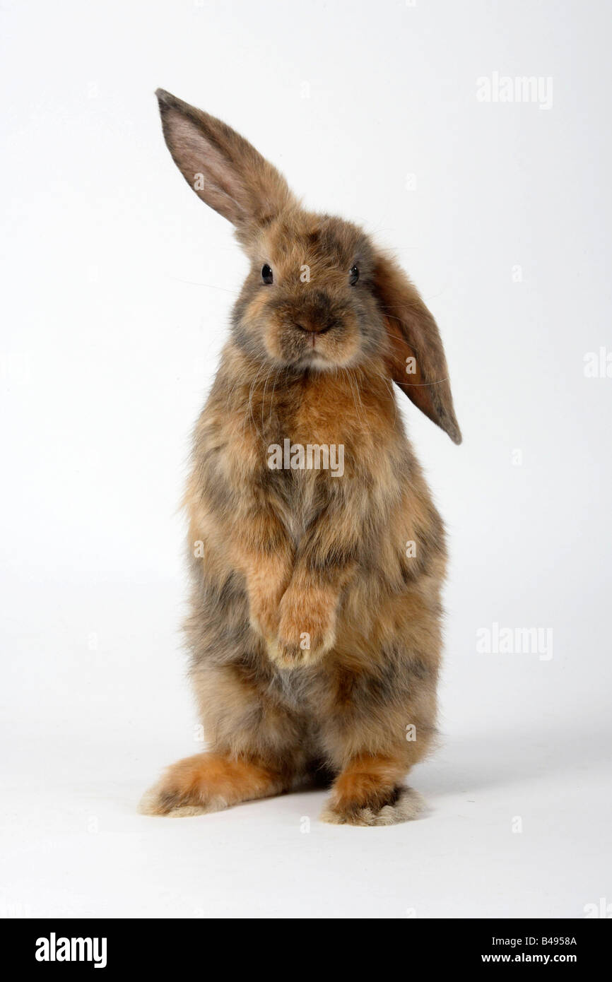 Young Satin Lop eared Dwarf Rabbit japanese 8 weeks Stock Photo - Alamy