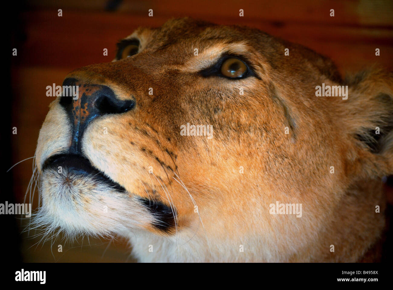 Tame lion hi-res stock photography and images - Alamy