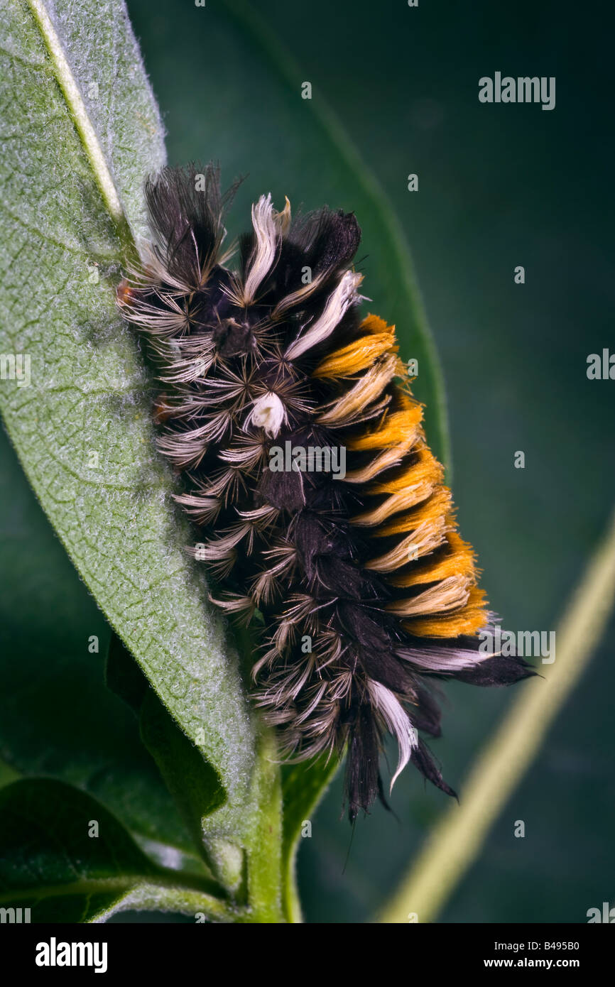 Milkweed Tussock Moth Caterpillar Euchaetes egle Stock Photo