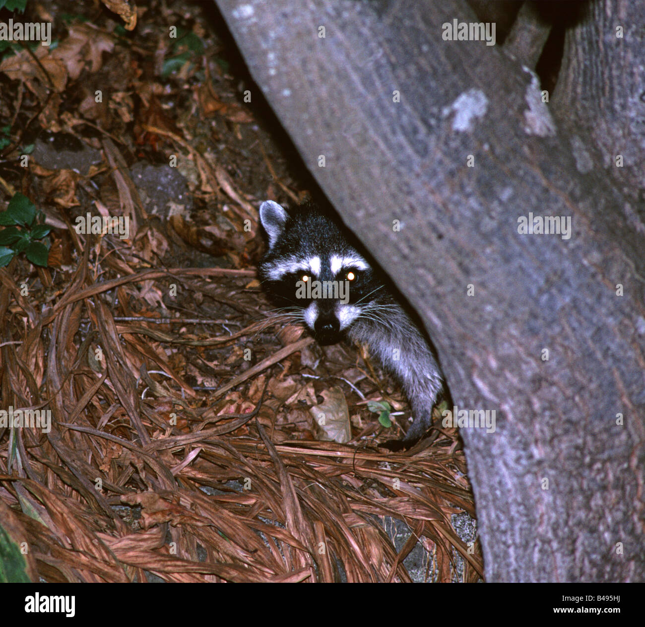 Raccoon Procyon lotor in backyard at night Stock Photo Alamy