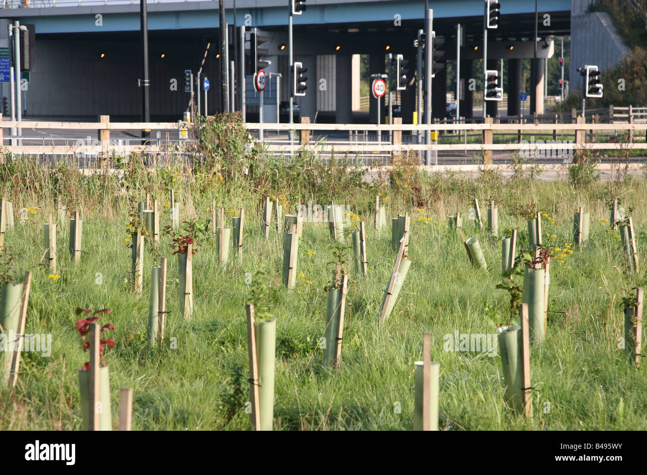 Young saplings growing in tree protectors alongside motorway exit ramp, M60 Manchester,UK Stock Photo