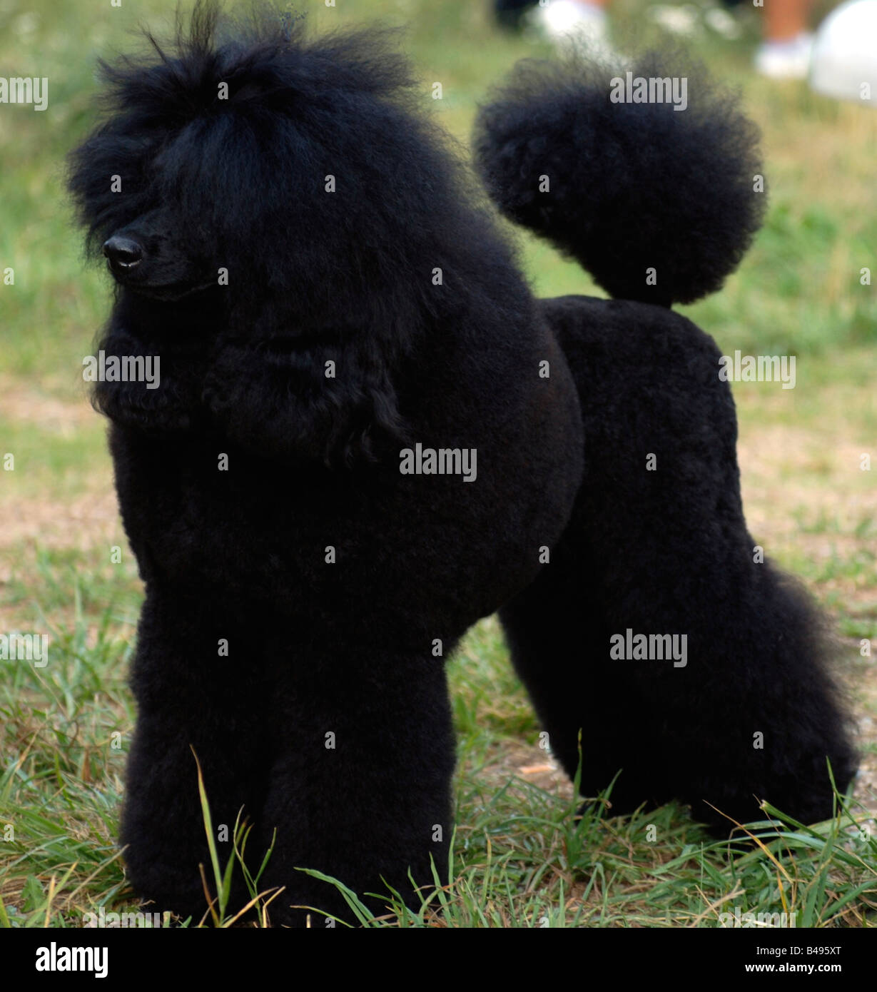 Edgar poriya elite a black miniature poodle Full body side view Property release available Stock Photo