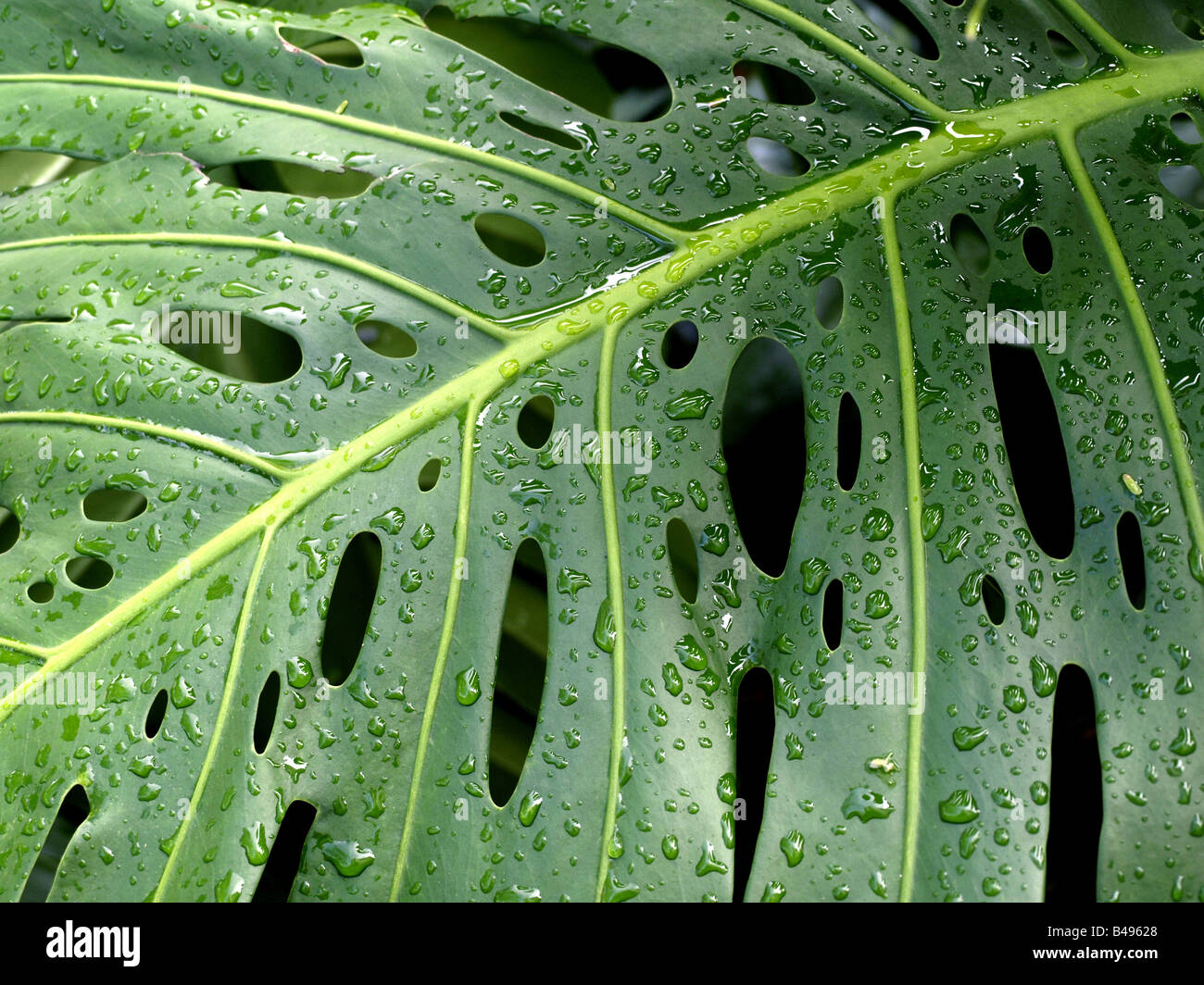 philodendron scandens brasil care Philodendron Scandens 'Brasil' For Sale main image 0