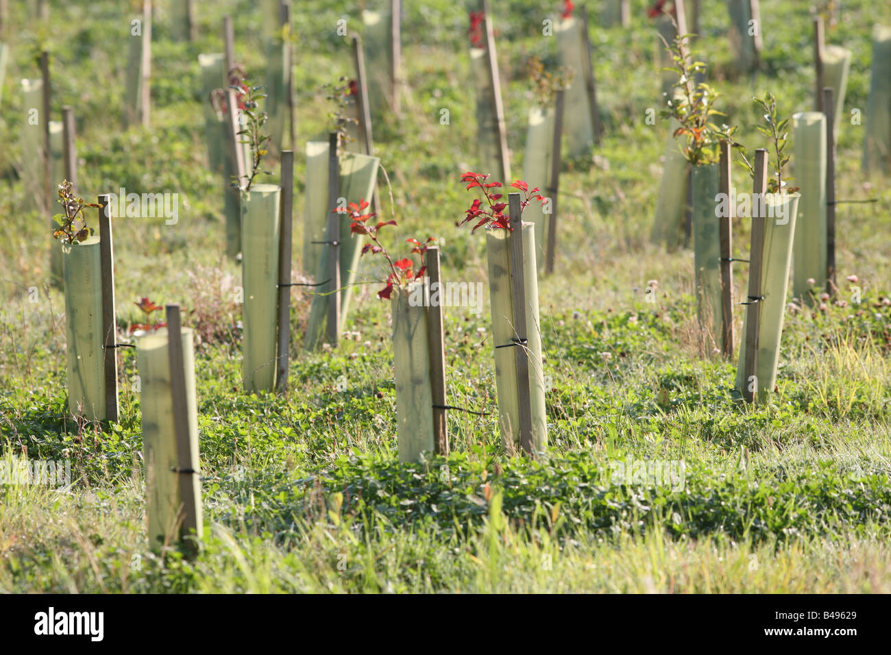 Young saplings growing in tree protectors alongside motorway exit ramp,M60 Manchester,UK Stock Photo