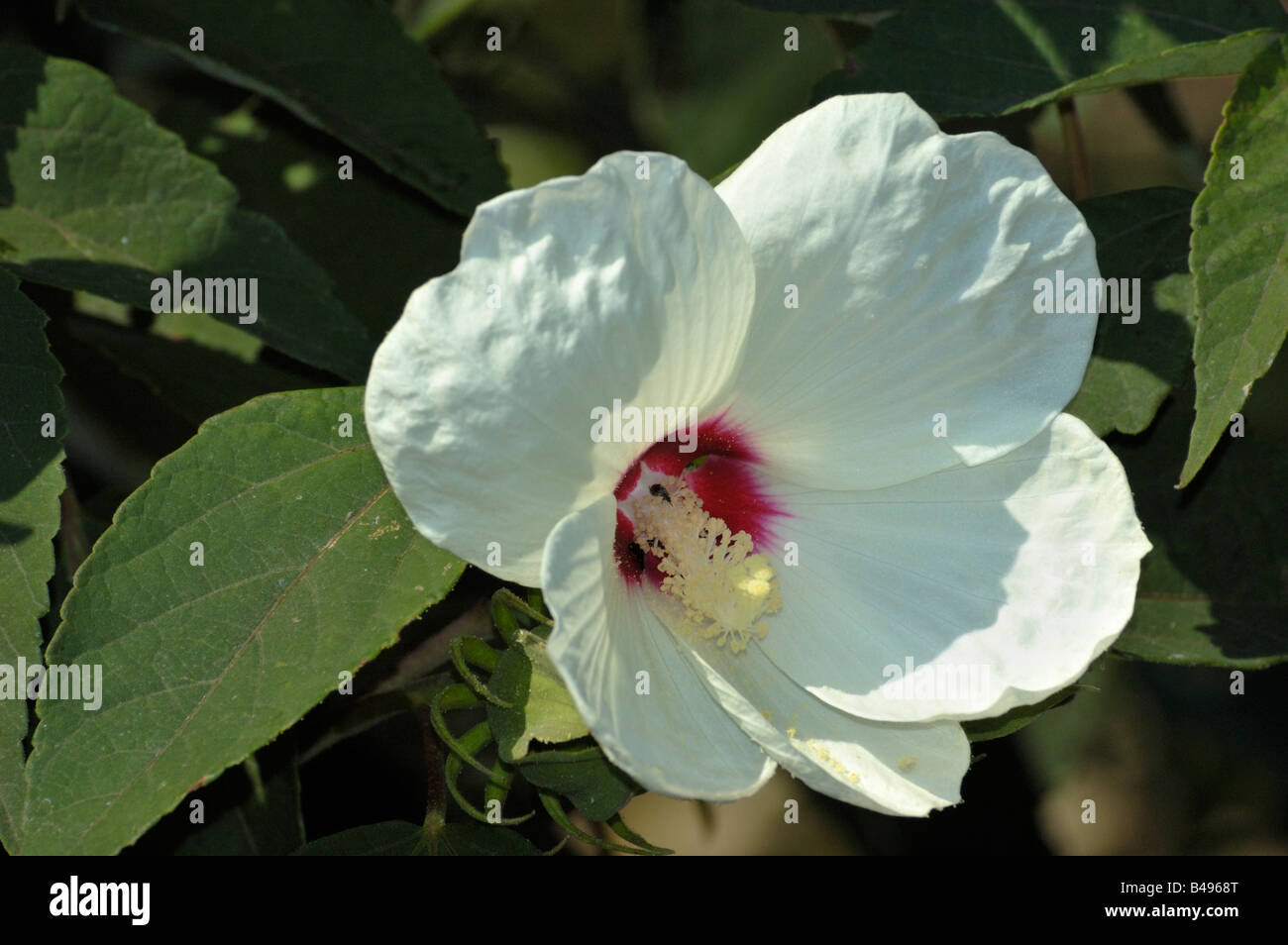 Swamp Rose Mallow Stock Photo Alamy