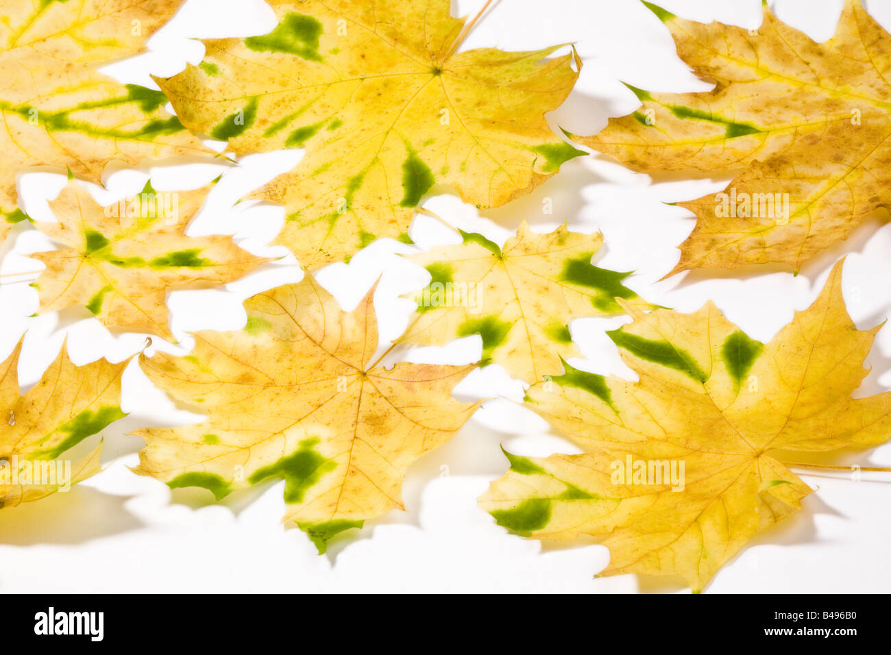 Soft leaves hi-res stock photography and images - Alamy