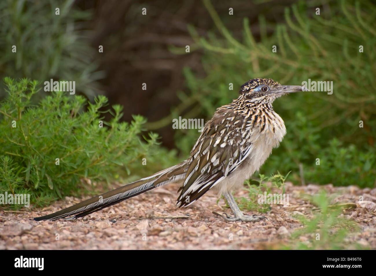 Road runner bird hires stock photography and images Alamy