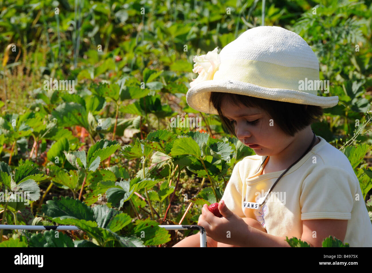 Girl at strawberry farm Stock Photo - Alamy