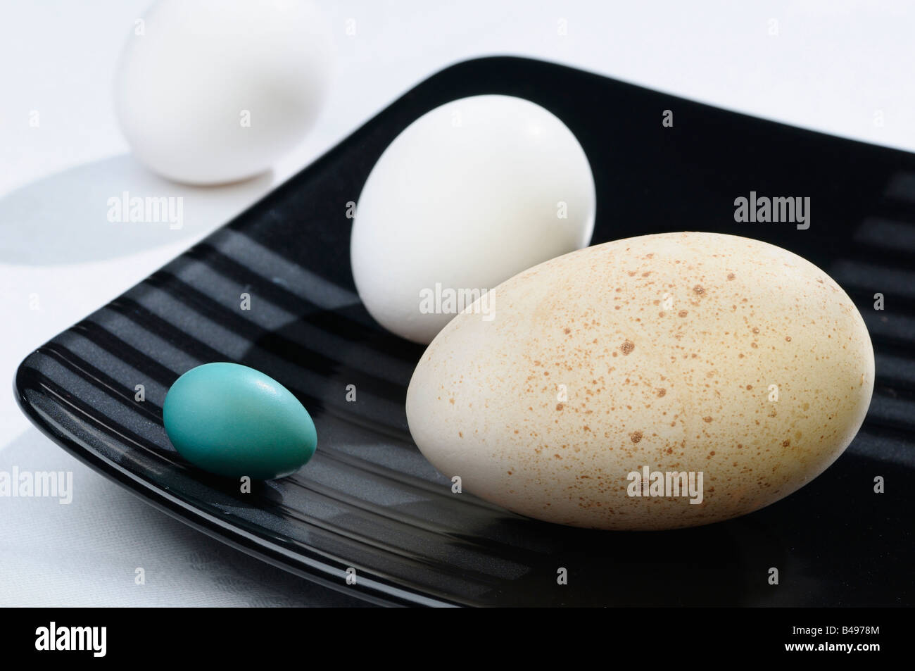 Turdus migratorius eggs hires stock photography and images Alamy