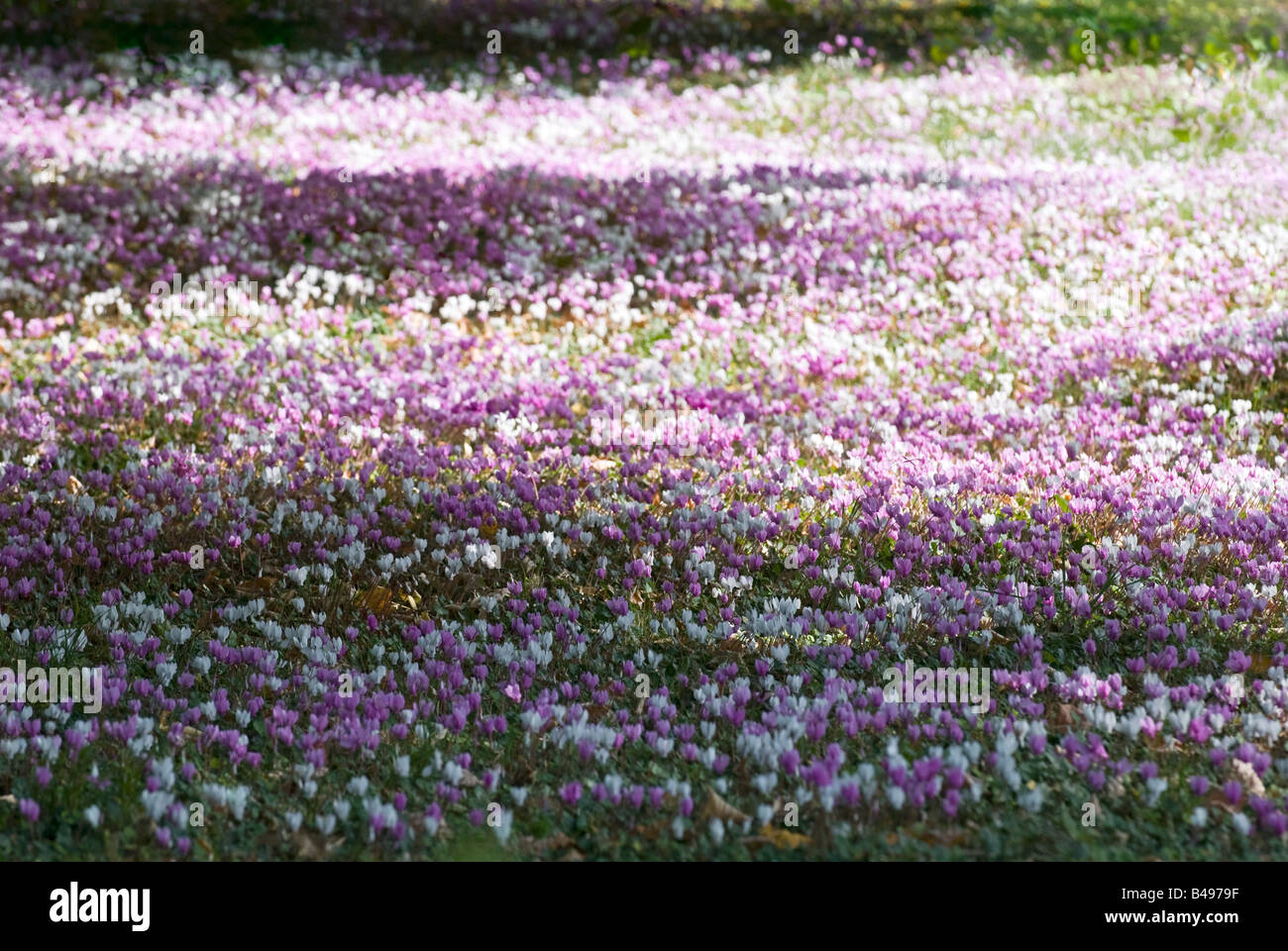 Autumn Cyclamen, sud-Touraine, France. Stock Photo