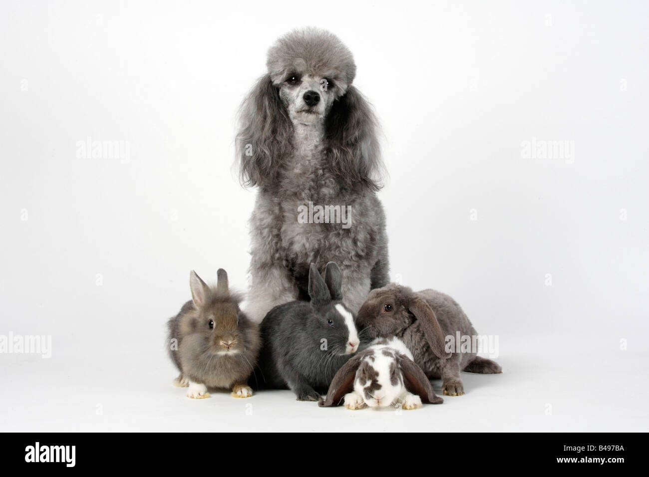Minature Poodle silver with young Dwarf Rabbit Lion maned Dwarf Rabbit ...
