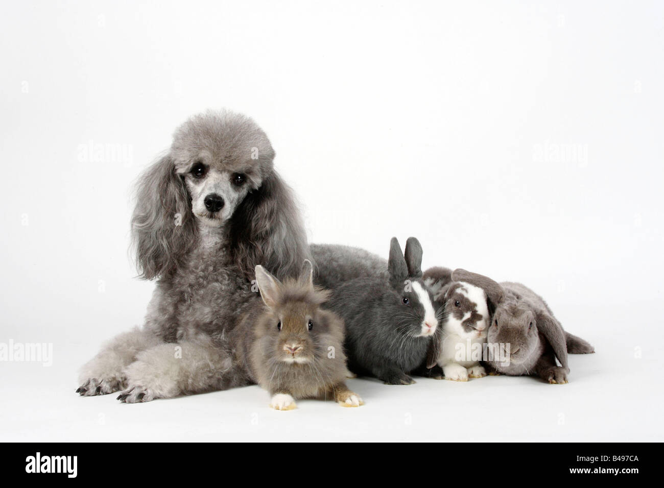 Minature Poodle silver with young Dwarf Rabbit Lion maned Dwarf Rabbit ...