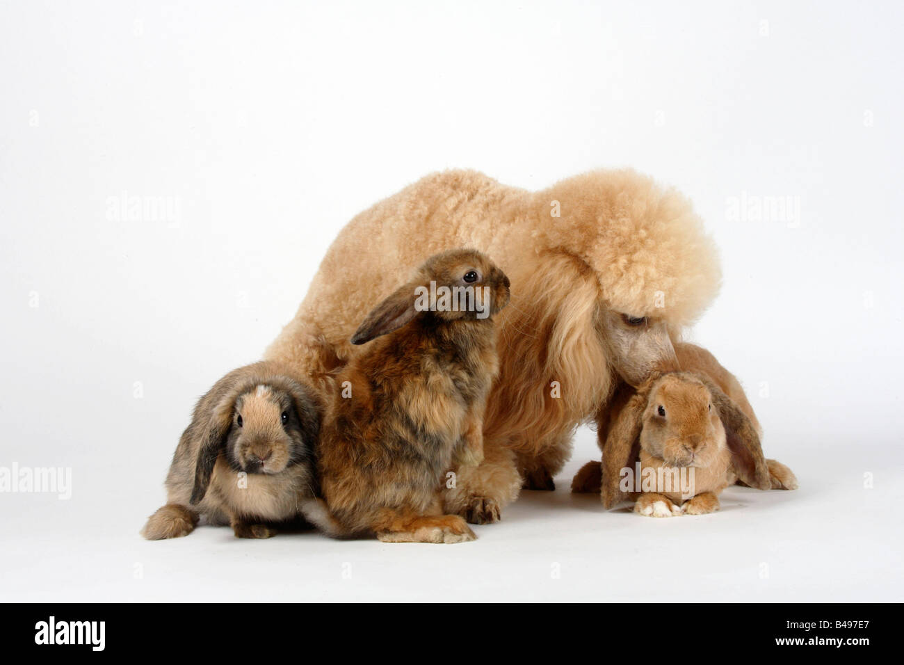 Apricot poodle poodle hi-res stock photography and images - Alamy