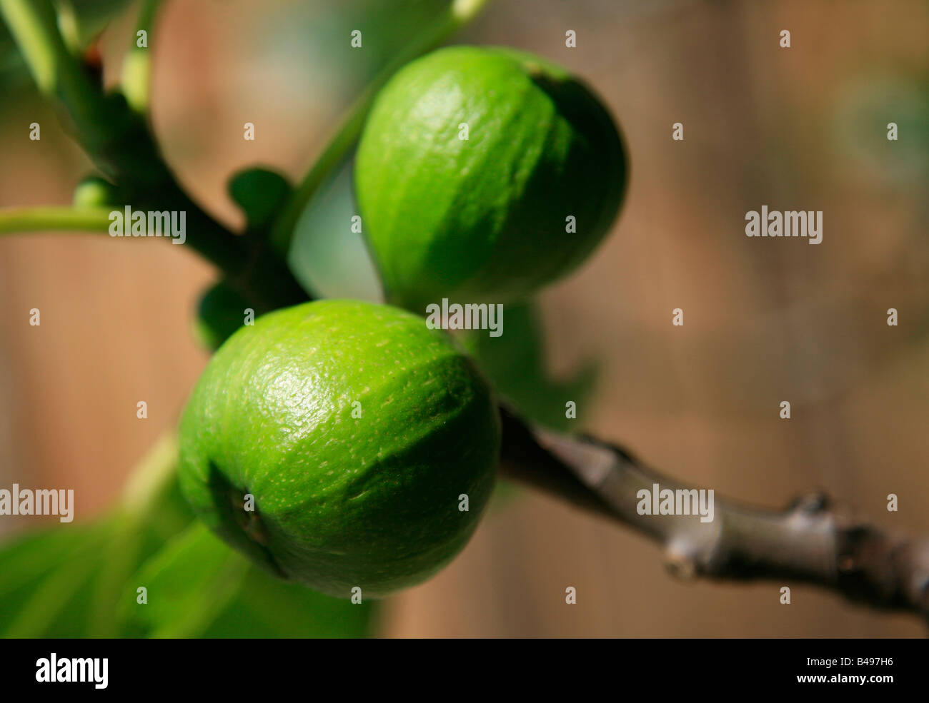 Green figs on branch Stock Photo