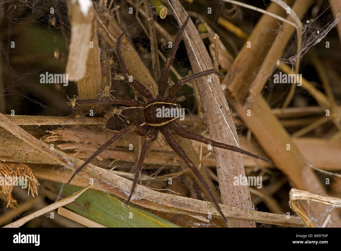 Fen Raft Spider (Dolomedes plantarius) Endangered Species Stock Photo