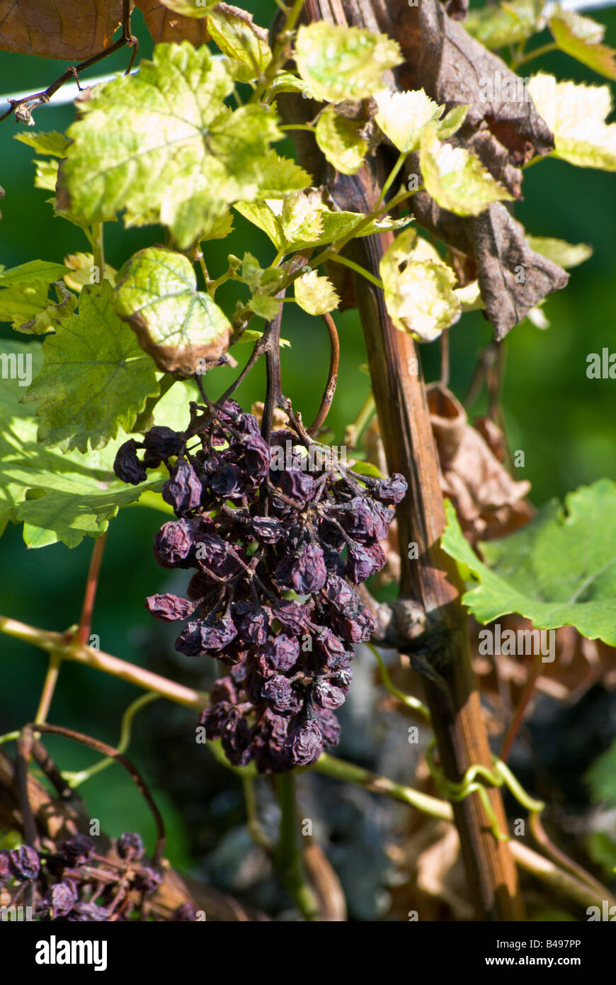 Dried grapes withering on the vine Switzerland Stock Photo Alamy