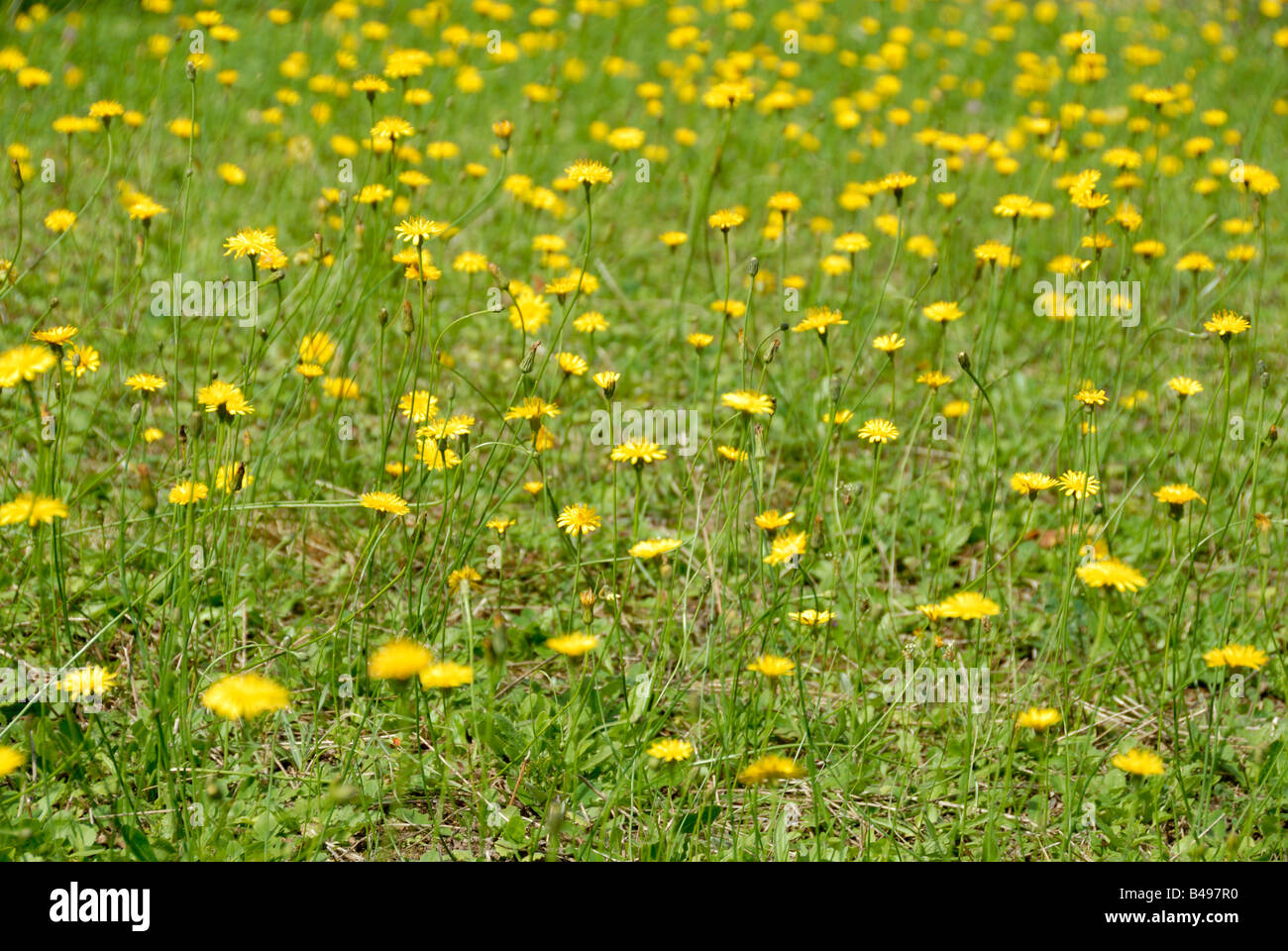Stock photo of a field of Hawkweed yellow flowers Stock Photo