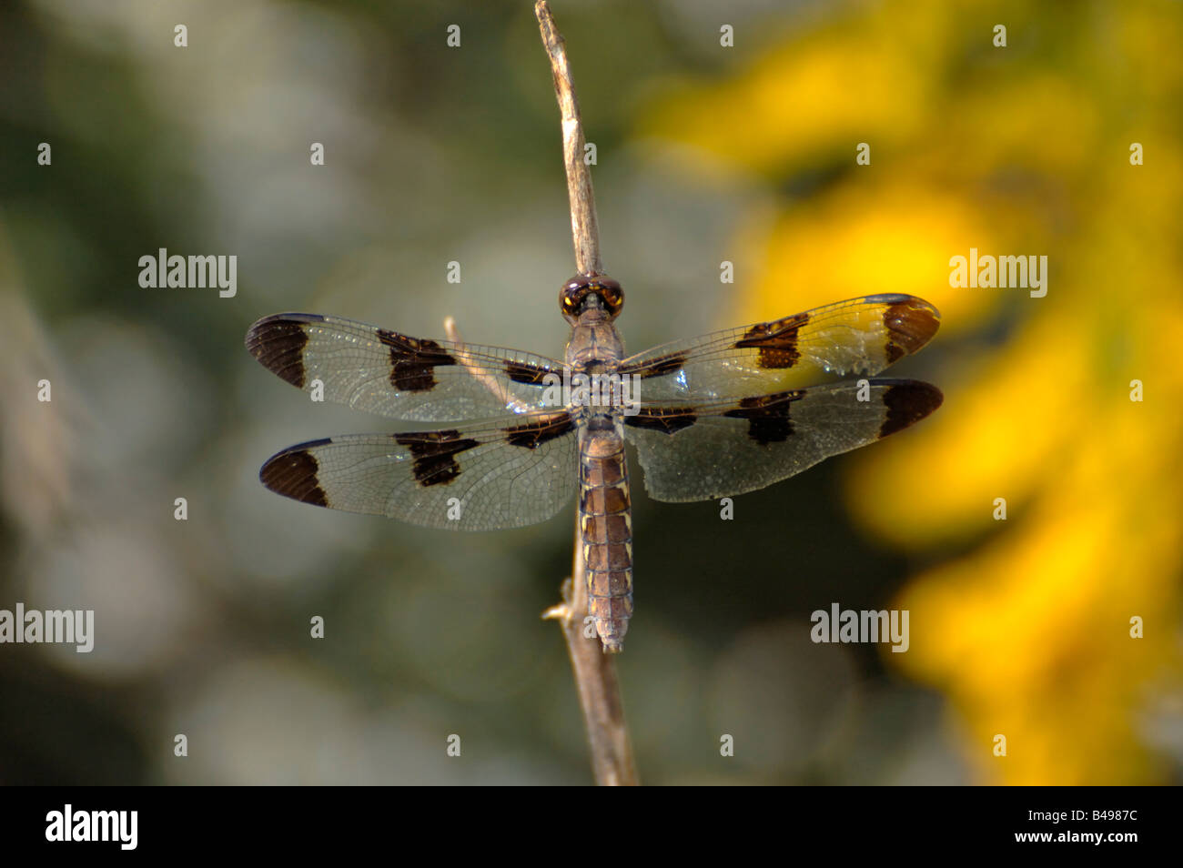 Common Whitetail Skimmer female dragonfly resting on a reed Stock Photo ...
