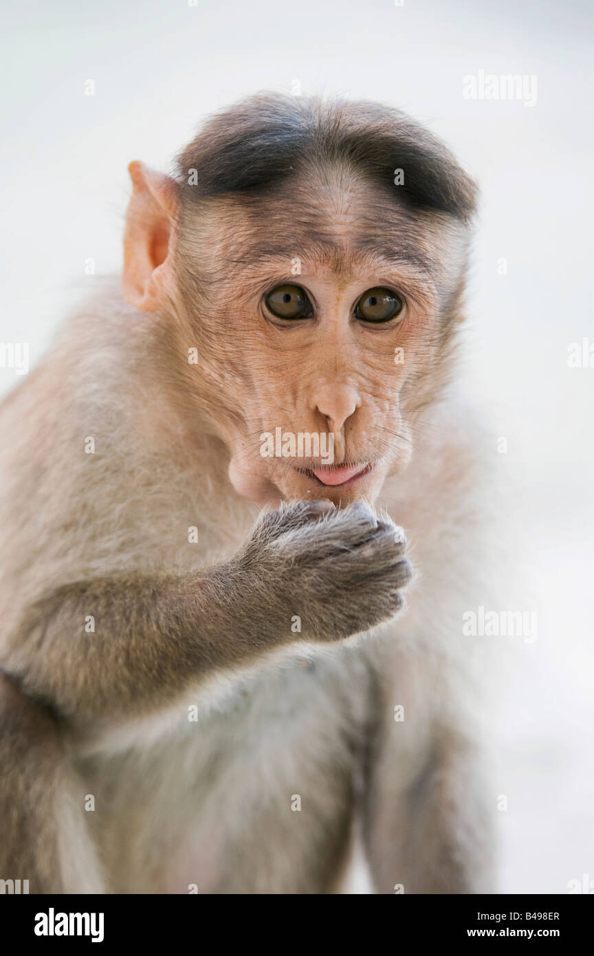 Young bonnet macaque monkey eating peanuts. India Stock Photo - Alamy
